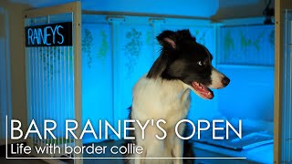 BAR RAINEY'S オープン！ 〜サークルリニューアル〜【ボーダーコリー】RAINEY#69