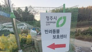 청주 트렁크속 리트리버 두마리 현장