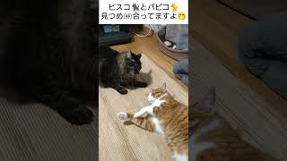 突然💨首筋を吸われたので身体をひねって右手🐾一本で止める猫🐈‍⬛ビスコと🐈パピコ