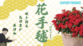 【育て方】宿根バーベナらしからぬ圧巻のボリューム!!摘芯でモリモリ咲かせる育て方