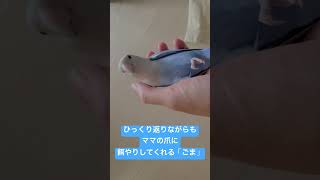 【コザクラインコ】愛情表現たっぷりの「ごま」