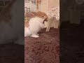 【めるぷぅ】めるの足パタパタからのあくび うさぎ hollandlop ホーランドロップ うさぎのあくび yawn かわいいうさぎ 癒し あくび 血統書付き