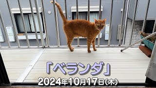 我が家の猫たち「ベランダ」2024年10月17日(木) \