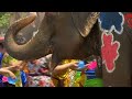 Watch: Water fight with colourful elephants marks Thai New Year