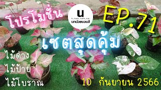 EP.71 : ไม้ด่าง ไม้ป้าย ไม้โบราณ+เซตสุดคุ้ม #บ้านนกน้อยบอนสี #บอนสีโบราณ  โทร 084-6242215