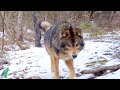 Wolf-dog like animal wandering forests of northern Minnesota