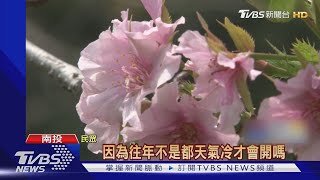 報復性開花! 鹿谷炎夏賞櫻吃整朵櫻花冰