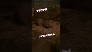 ツチブタ／のんほいパーク［YouTube動物園］