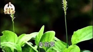 一味中药可以，除湿气、降肝火，每天两次！【侯老师说食疗】