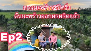 Ep2 สัมภาษณ์เจ้าของสวน มะพร้าวน้ำหอม ສຳພາດເຈົ້າຂອງສວນ ໝາກພ້າວນ້ຳຫອມ