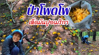 CHANTERELLE MUSHROOM HUNTING @MaewUSA เห็ดมันปูปีนี้เก็บกันไม่หวาดไม่ไหวป่านี้มันสุดๆเหลืองเต็มป่า