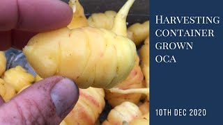 First Oca Container Harvest | brilliant alternative to winter radish | year-round self-sufficiency