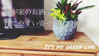 [自宅]お洒落な育てやすい寄せ植えの紹介