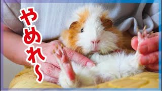 意外と伸びてる…モルモットの前足の爪切りにチャレンジ  cute guineapig