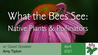 What the bees see - How Native Plants Attract Pollinators