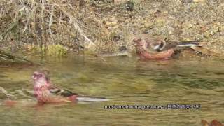 ベニマシコ（♂）・（♀）の水浴び：紅猿子：Uragus sibiricus：Long tailed Rosefinchー西宮市ー2018 11 14