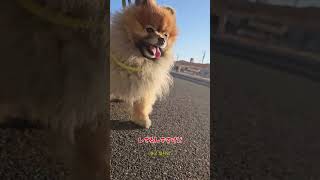 今日も頑張りましょう！#ポメラニアン #pomeranian  #포메라니안 #多頭飼い #あいちゃん #カイくん #元くん #3ポメ#おすすめ #さんぽめママ #寒波#散歩 #今朝のあ散歩