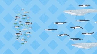 それでもあなたは、クジラを食べることに反対ですか？