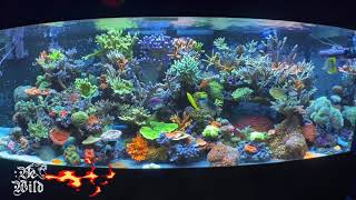 🇺🇸🇺🇸 250 Gallons Mix Reef Display At ABQ’s LFS 🇺🇸🇺🇸