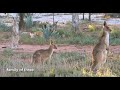 outback gem live on an opal field in grawin nsw au