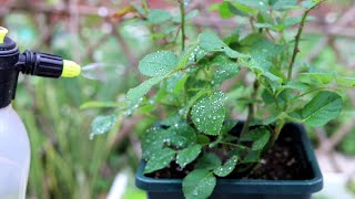 3月份，养月季花，没事这样“喷喷水”，层叠开群花