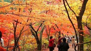 Amazing Autumn Foliage at Okayama Prefecture