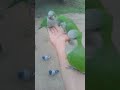 #parrot fight beaks 😯😯