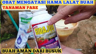 PENYEMPROTAN INSEKTISIDA UNTUK MENGATASI HAMA LALAT BUAH TANAMAN PARE