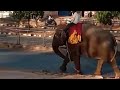 Elephant and Camel walk|Elephant in the street|youtubevidio|marigold channel