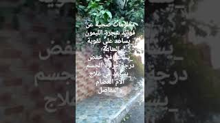 معلومات صحية عن فوائد شجرة الليمون