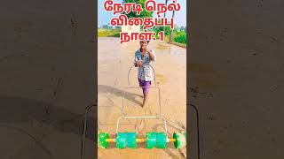 🌾 நேரடி நெல் விதைப்பு Day 1 #trending #viralvideo #yt #ytshort #ytviral #yrf #paddy #ricecrop 🌾