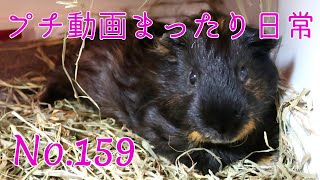 【モルモット】プチ動画 まったり日常 No.159 Relaxed daily life【kawaii guineapig】