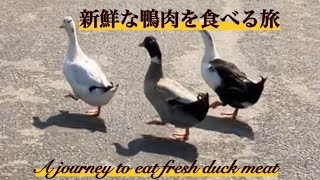 新鮮な鴨肉を食べる旅　A journey to eat fresh duck meat