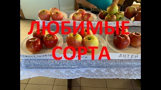 Дегустация яблок осенних и зимних сортов.