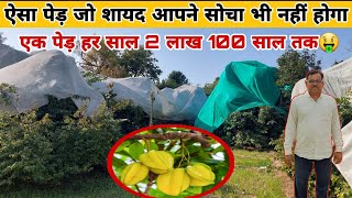 स्टार फ्रूट का पेड़ लगाओ 100 साल तक कमाओ || star fruit ki kheti || carambola farming |kamrakh ka ped