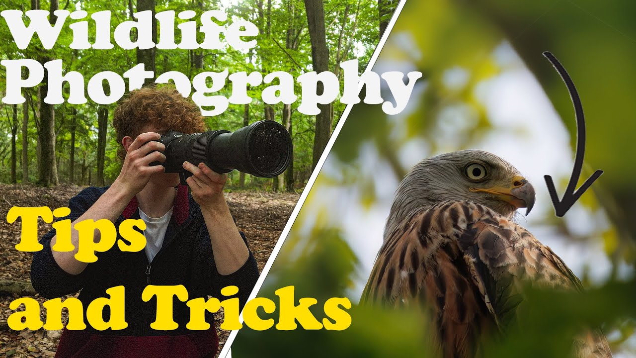 Wildlife Photography Tips For Beginners (I Wish I Learnt Sooner!) - YouTube