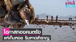 ชาวตรังแห่เก็บหอย ริมชายหาดสำราญ   | เรื่องดีดีทั่วไทย | 27-1-66