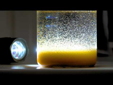 What is baby brine shrimp?