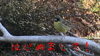 【アオジ】【青鵐】初めましてオスのアオジ！　Black-faced bunting