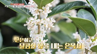 [생방송 오늘 저녁] 은은하고 달콤한 향을 내는 은목서🌼, MBC 221014 방송