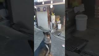 シェパード犬　トリッキーな変型球の落下地点を予測する大型犬#ボール遊び#屋根#キャッチャー