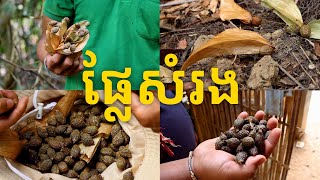 ផ្លែសំរង, Somrong (Scaphium Affine) - សហគមន៍តំបន់ការពារធម្មជាតិអូរទុង