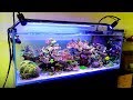 A Bonsai Coral Reef Tank in Australia