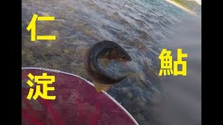 [鮎youtube] 再会仁淀鮎 カンポではなく上流が良いの？ Niyodo Ayu fishing at Niyodo bridge