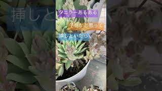 2023.2.7. 浜松市　花苗　多肉植物　みやざき農園　#shorts