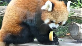 20210630 上野動物園　レッサーパンダ　リンゴを食べるカリンとルカ