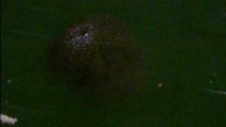 Freshwater critter / Pectinatella magnifica