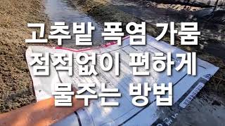 고추밭 폭염 가뭄 점적없이 편하게 물주는 방법