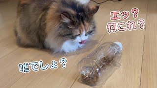 【猫用手作りおもちゃ】ダイエットに有効な猫のおもちゃを作ってみた結果…【マンチカン　マリンちゃん】