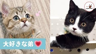 「ボクの弟を紹介するにゃ✨」仲良しマンチカンズの楽しい毎日😻💕 【PECO TV】